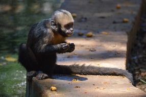 monkey on a stone parapet in bali