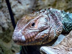 lizard in scales close-up
