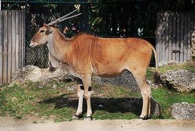 antelope in the reserve