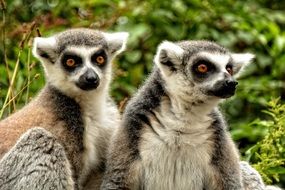 couple of ring tailed lemur