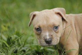 coffee color puppy