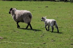 sheep are on a farm in agriculture