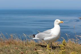 seagull on the north sea coast