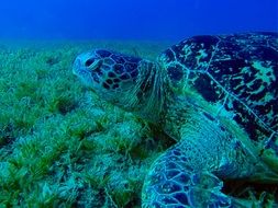 Turtle Underwater
