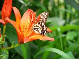 Closeup picture of Swallowtail butterfly on a flower