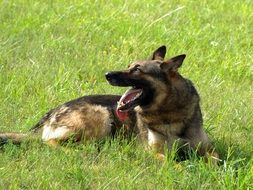 tired german shepherd on the meadow