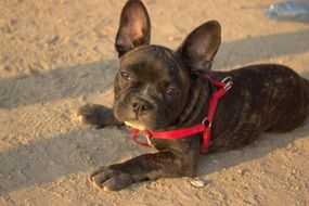 young french bulldog