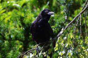 black Crow on a branch