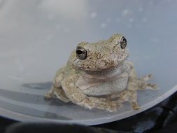 photo of frog on a plate