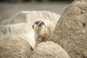 Curious Meerkat in nature