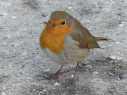 robin redbreast