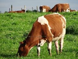 cows on a green field in southern chile