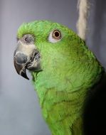 cute green exotic parrot