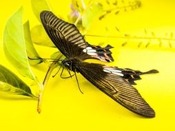 black butterfly on a yellow background