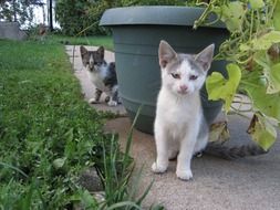 two grey and white Kittens in garden