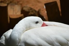 white swan stuck his head under the wing