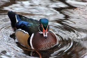 bright duck on the water