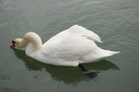 elegant white swan in the pond