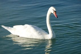 unmatched Swan Bird