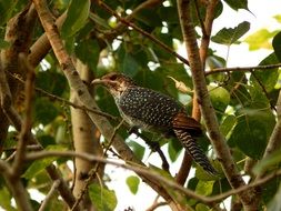 Cuckoo or Koel close-up on blurred background