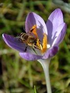 insect on flowering crocus in spring