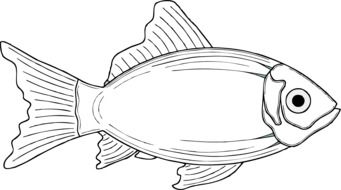side view of fish