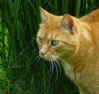 red domestic cat close-up on blurred background