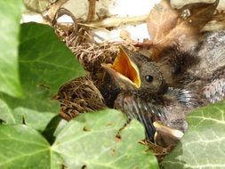 Blackbird Nest Bird