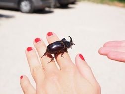 rhinoceros beetle on the female hand