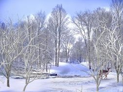 trees in the snow in the winter forest