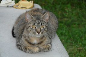 beautiful and amazing grey Cat