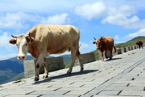 Cows on a mountain road