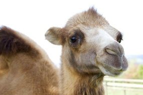 face of a camel close up