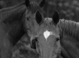 black and white photo of horses