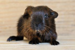 sweet Guinea Pig with smooth hair