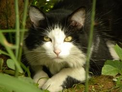 Cat Yellow Eyes