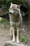 grey european wolf in the forest