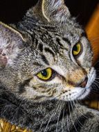 Tabby Striped Cat face close-up