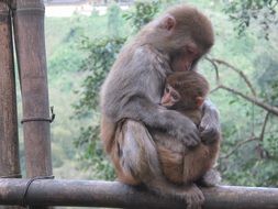 Cute and beautiful macaque with baby