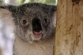 portrait of a koala bear