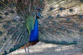 peacock with a flowing tail in the zoo