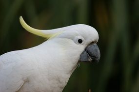 Sulphur Crested Cockatoo, parrot head close up