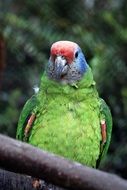 tropical parrot bird with colorful feather
