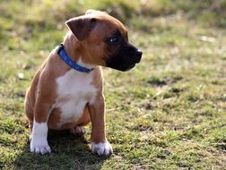 puppy of a staffordshire bullterrier