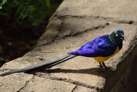 exotic long tailed glossy starling