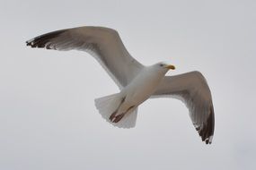 frying seagull in cloudy sky