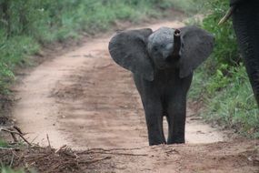 African Elephant baby in the wildlife, south africa