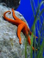photo of the orange starfish