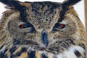 Eurasian eagle owl close