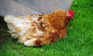 Brown and white hen on the grass